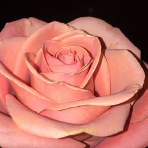 Meet your Posher, Maite